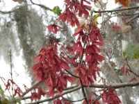 Trees in Bloom